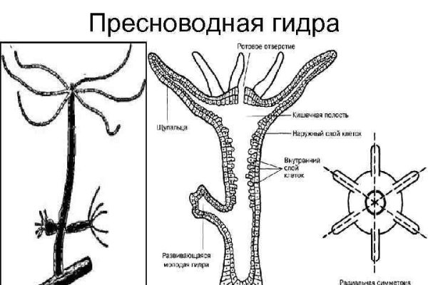 Ссылки на кракена и на мегу