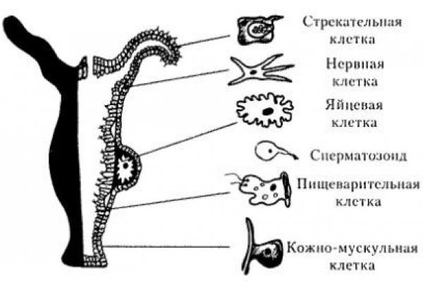 Ссылка кракен официальная тор