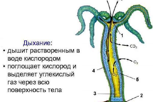 Кракен в россии наркотик